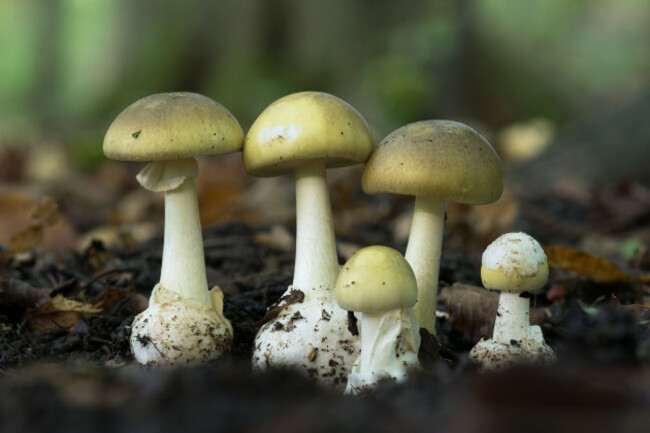 thedeathcapamanitaphalloidesisadeadlypoisonousmushroom