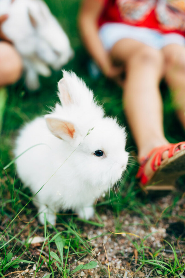 little-fluffy-white-rabbit-sits-on-the-grass-near-the-girls-feet