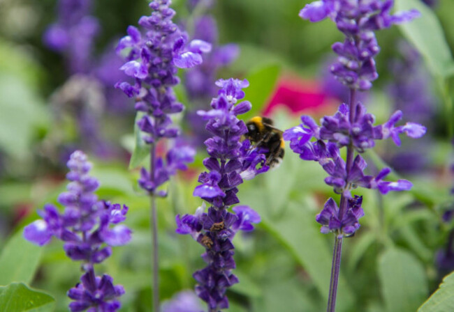 Salvia plant at the Arboretum garden centre.
