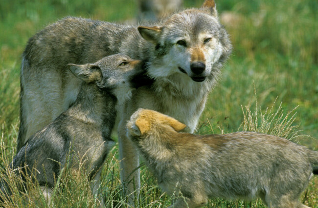 european-wolf-canis-lupus-mother-and-cub
