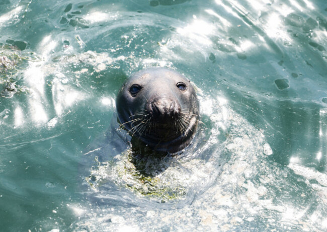 Howth Pier-6_90726466