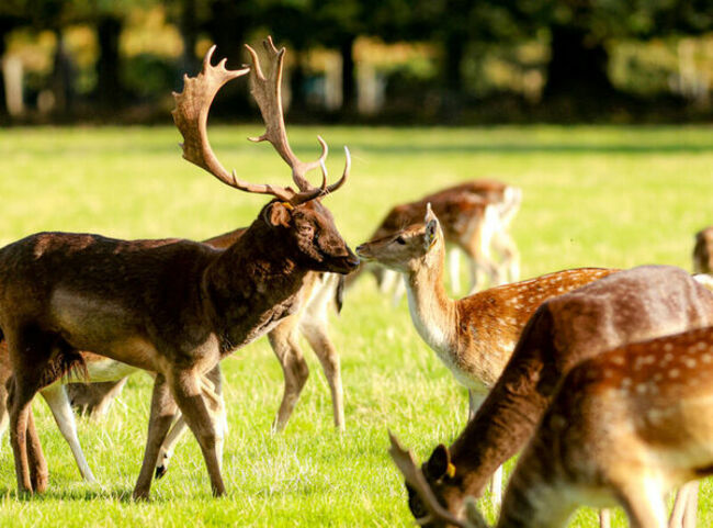 Deer Phoenix-1_90714530