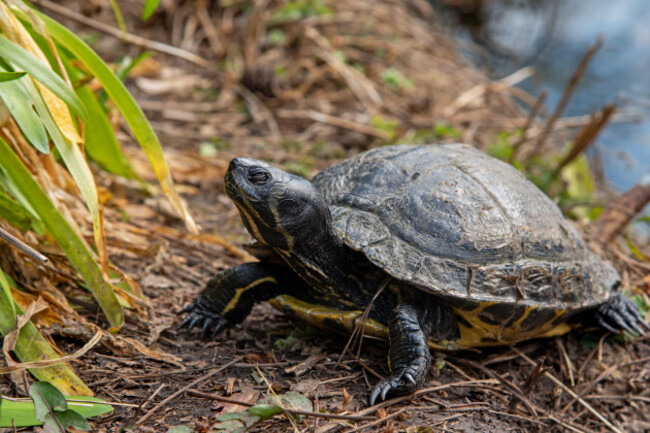 yellow-bellied-turtle-pond-slider-close-up-ireland