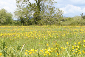 Wildacres Wildflower meadow