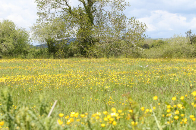 Wildacres Wildflower meadow