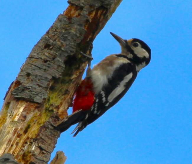 woodpecker on tree at wildacres