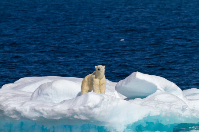 polar-bear-on-iceberg-in-the-denmark-strait-near-the-coast-of-greenland