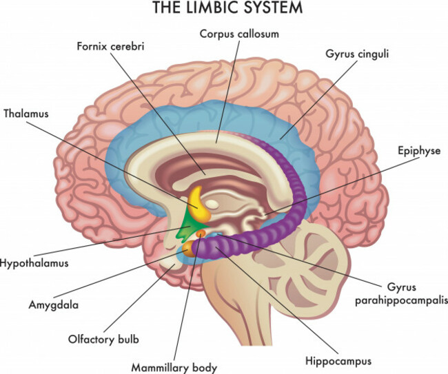 medical-illustration-shows-the-major-organs-of-the-limbic-system-of-the-human-brain-with-annotations