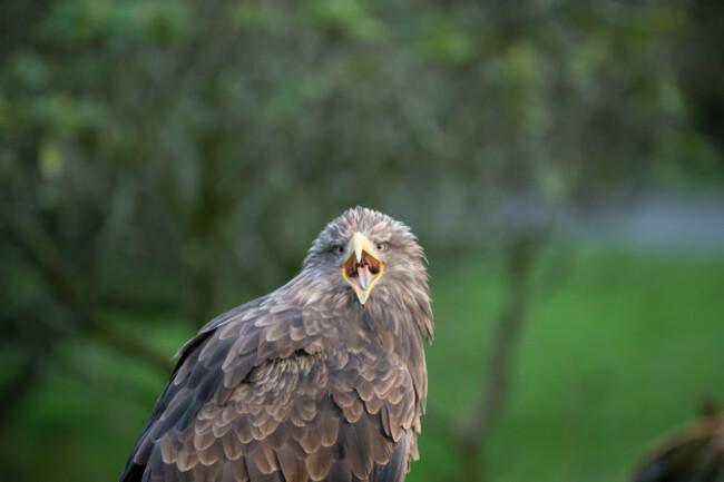 white-tailed-sea-eagle-calling-in-ireland