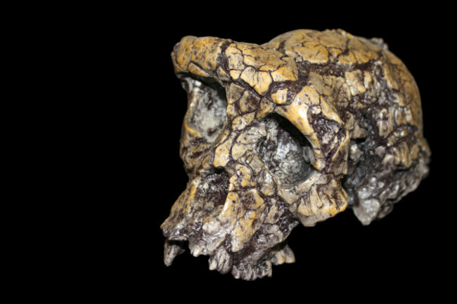 sahelanthropus-tchadensis