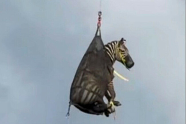 in-this-image-taken-from-june-8-2025-video-by-the-rutherford-county-sheriffs-office-in-rutherford-county-tennessee-shows-the-airlifting-of-a-zebra-named-ed-that-had-evaded-capture-for-several-day