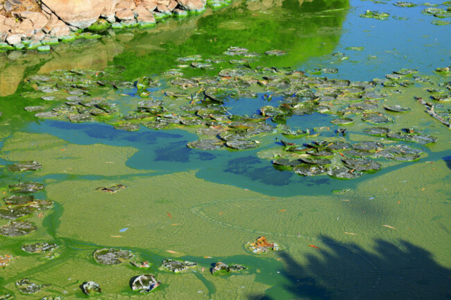 water-pollution-by-blooming-blue-green-algae-is-world-environmental-problem-water-bodies-rivers-and-lakes-with-algal-blooms-ecology-polluted-nat