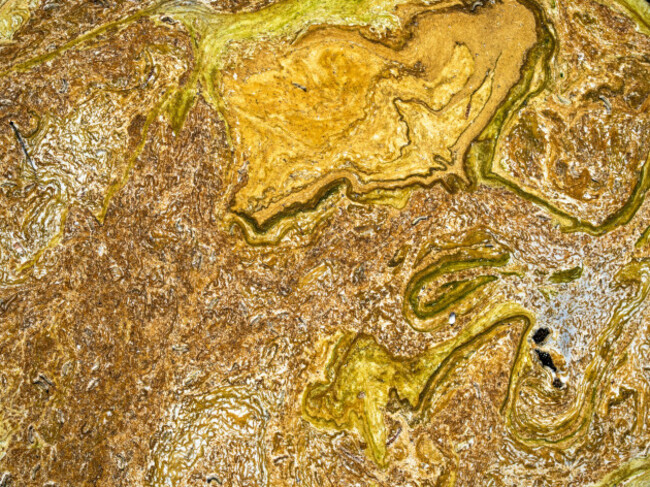 algae-bloom-on-a-river