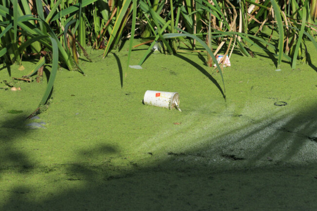 white-paper-drink-cup-in-canal-covered-with-algal-bloom-and-reeds-in-the-background-in-bright-sunshine-with-shadows-in-radcliffe-greater-manchester-uk