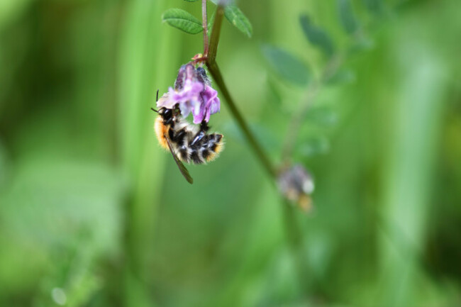 Bush Vetch - Wildflower - Bumblebee - World Bee Sanctuary copy