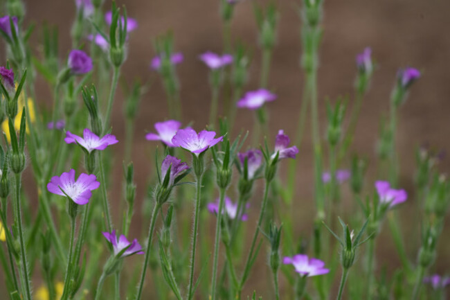 Corncockle - Wildflower - World Bee Sanctuary copy