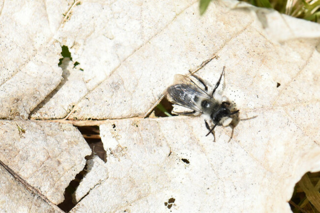 Ashy Mining Bee - Solitary Bee - World Bee Sanctuary copy