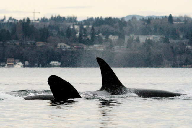 side-view-of-two-endangered-orcas-swimming-together-near-seattle