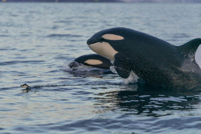 orcas-orcinus-orca-hunting-north-atlantic-in-tromvik-norway