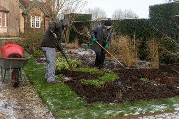 gardeners-adding-manure-to-garden-flower-beds-and-using-a-hoe-to-spread-it-out-over-the-soil-to-add-nutrients-and-texture-england-uk-in-winter
