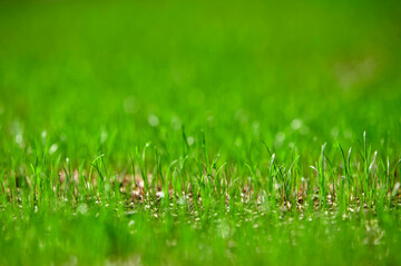 blades-of-new-grass-growing-from-grass-seed-in-a-garden
