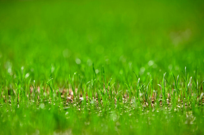 blades-of-new-grass-growing-from-grass-seed-in-a-garden