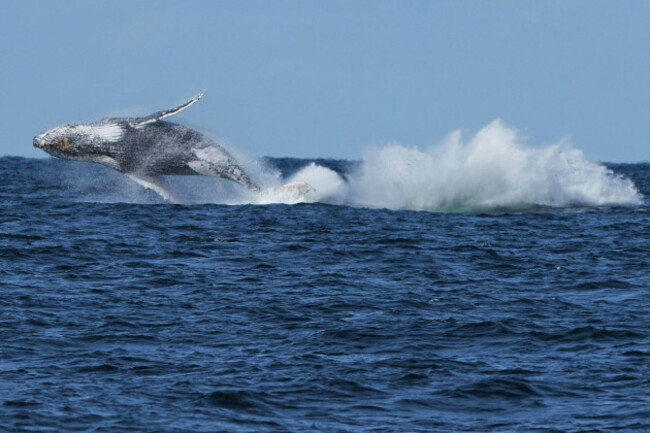 two-humpback-whales-breach-off-the-coast-of-port-stephens-north-of-sydney-australia-on-june-18-2025-ap-photomark-baker