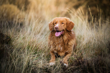 nova-scotia-duck-tolling-retriever-dogs-enjoying-the-water