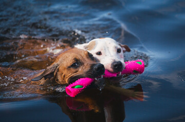 two-dogs-playing-with-a-toy-in-the-water-on-a-hot-summer-day