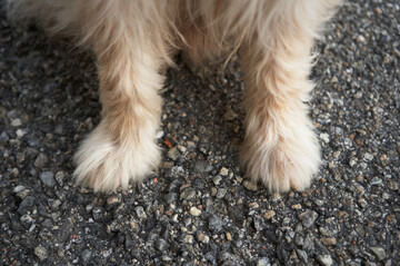 close-up-of-a-dogs-two-front-paws-on-tarmac-image-shot-2007-exact-date-unknown