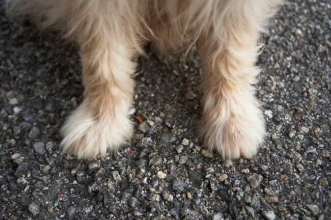 close-up-of-a-dogs-two-front-paws-on-tarmac-image-shot-2007-exact-date-unknown