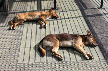 dogs-asleep