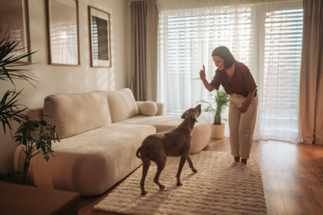 engaging-training-session-with-a-happy-dog-in-a-cozy-comfortable-living-room