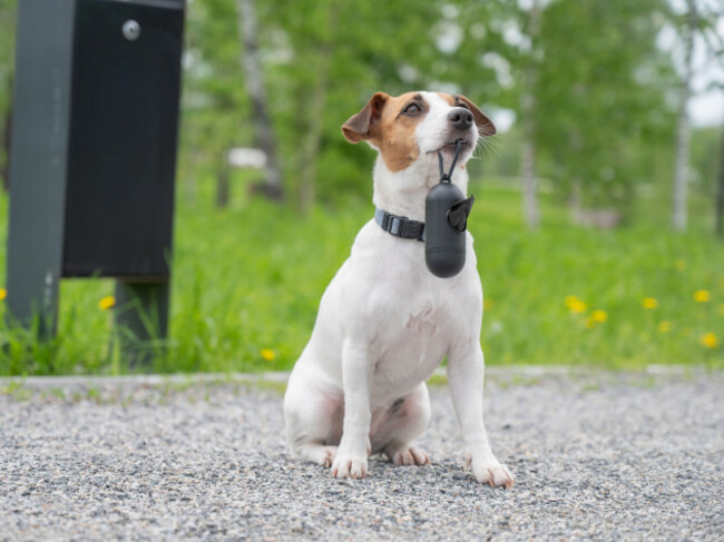 adorable-dog-with-waste-bag-ready-for-a-walk