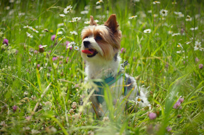 beautiful-shot-of-a-small-cute-dog-outdoors-in-nature-biewer-yorkshire-terrier-concept-for-animals-and-pets