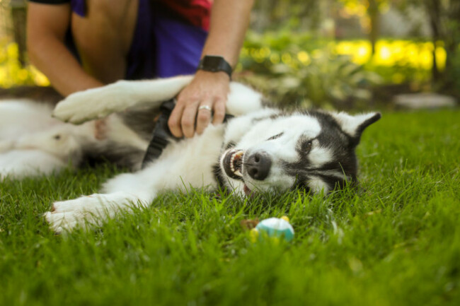 siberian-husky-enjoys-belly-rub-while-lying-on-green-grass