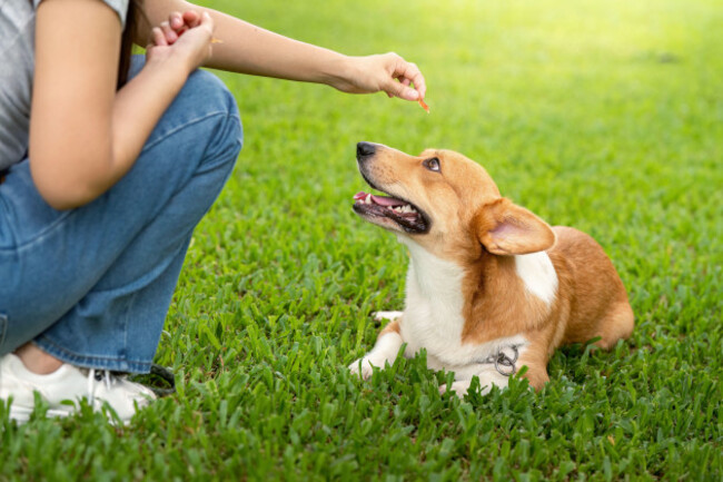 dog-training-and-bonding-woman-teaching-her-corgi-dog-to-stay-with-treats-in-a-green-park