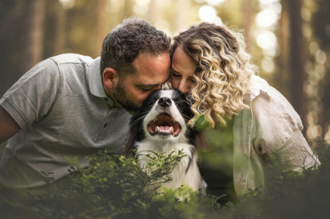 male-border-collie