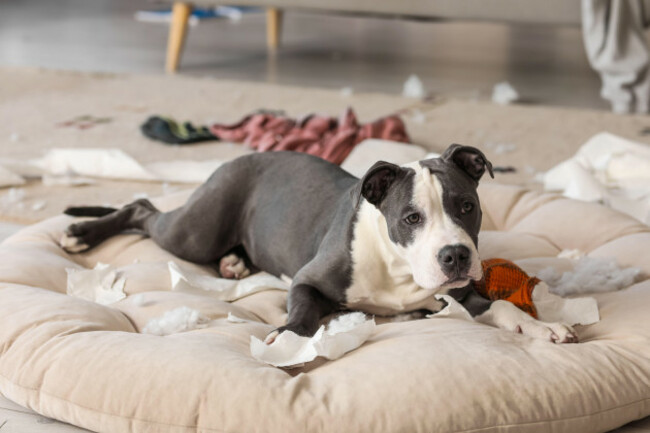 naughty-staffordshire-terrier-with-paper-torn-pieces-lying-on-pet-bed-at-home