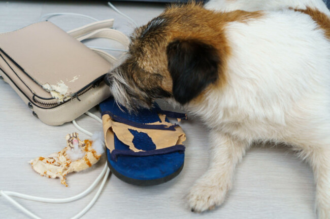 photo-concept-to-the-left-of-the-dog-are-torn-bag-and-flip-flops-bitten-off-wires-about-mandatory-dog-behavior-training
