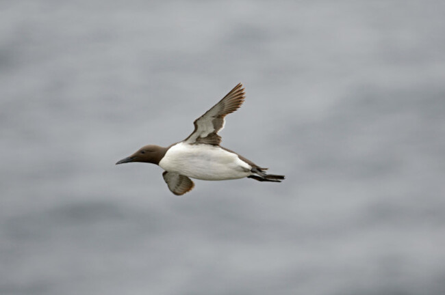 common-guillemot-or-common-murre-uria-aalge-fowlsheugh-rspb-reserve-scotland-july