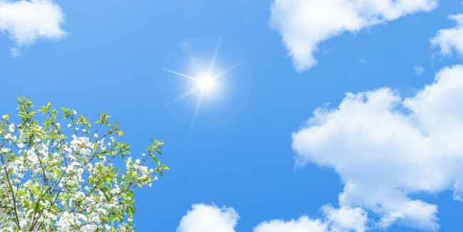 bottom-upviewofbloomingtreebranchesandblueskyon