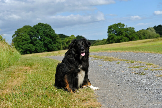 lonely-dog-sits-and-waits-on-a-country-road