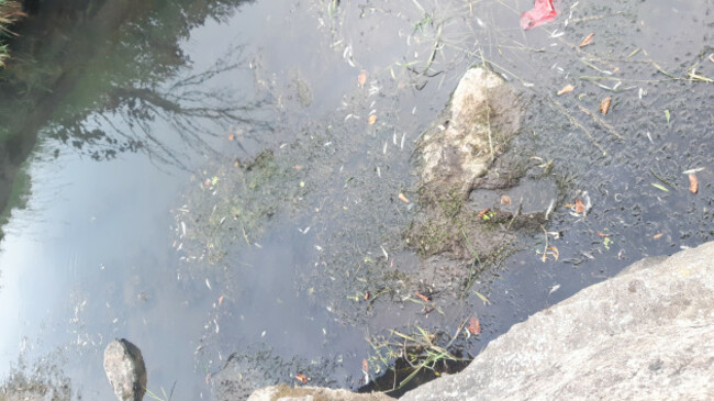 Mixed species, including juvenile trout, floating at the site