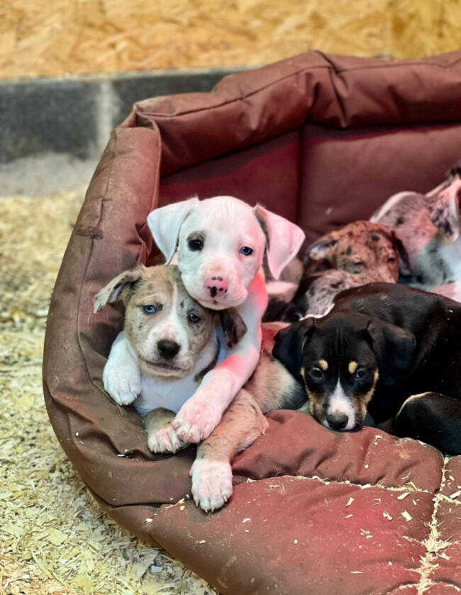 MyLovelyHorsePuppies2