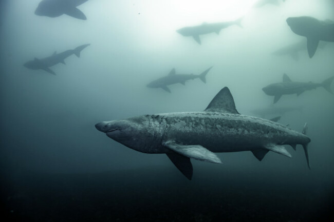 Underwater Category Winner Mark O Leary with The Giants taken in Co Clare. 2025