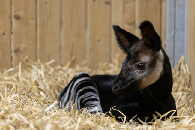 REPRO_FREE_DUBLIN_ZOO_OKAPI_02