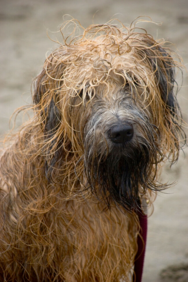 wet-shaggy-dog-image-shot-2007-exact-date-unknown