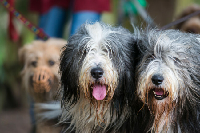 two-wet-bearded-collie-dogs