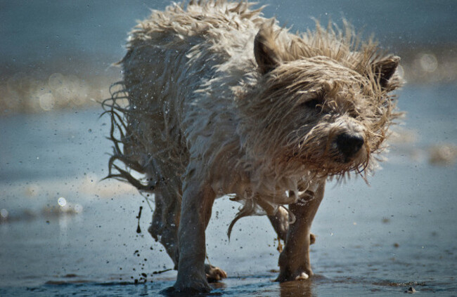 white-terrier-type-dog-emerging-from-the-sea-shaking-water-off-its-coat